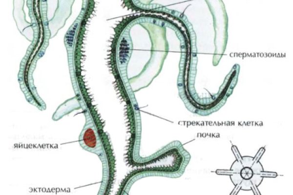 Что с кракеном сайт